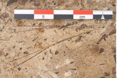 Foto (Detailansicht) von Pinus palaeostrobus Ettingshausen (NHMW-GEO-2024-0188-8262)